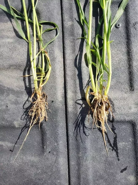 Image showing application of ValuPak and Sulpak on wheat