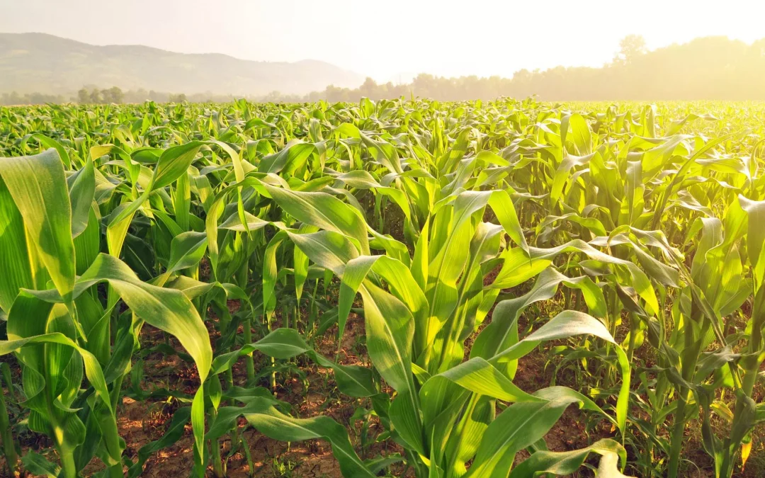 Changing the Sulfur Game: Why You Need to Add Sulfur to Your Crop Production