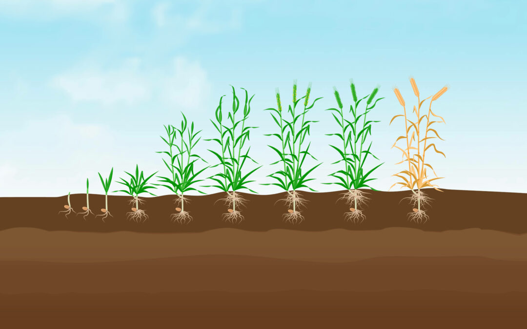 The Five Phases of Crop Development
