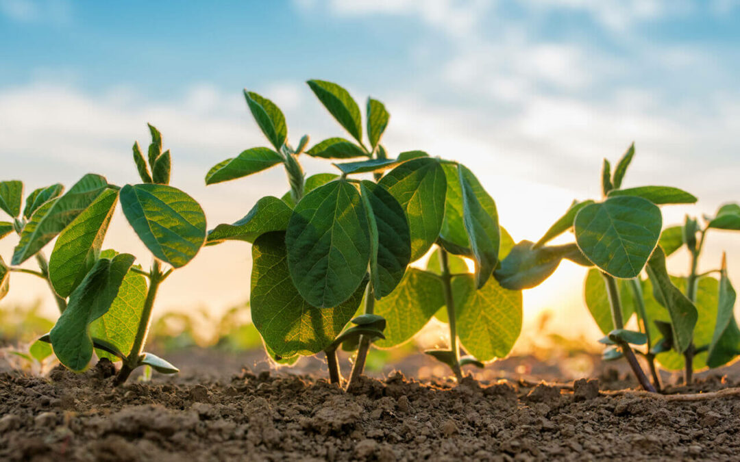Better Solutions for Phosphorus Deficiency and Uptake