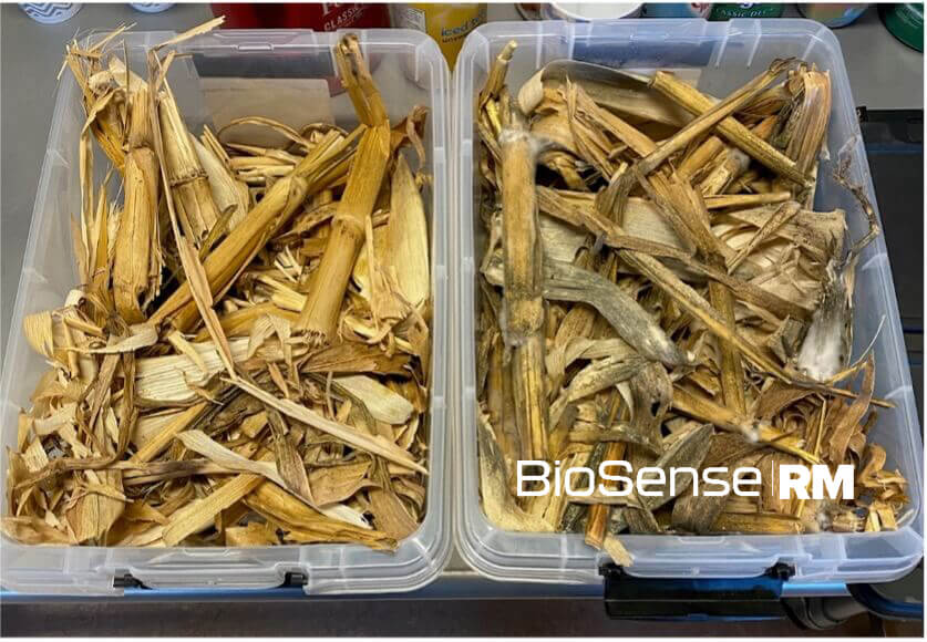 Corn stalks in a tub showing microbes breaking them down 3 days post-treatment of BioSense RM.