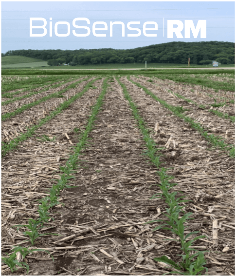 Field with BioSense RM applied in the fall shows Uniform Stand, Warmer Soil, and Improved Plant Health.